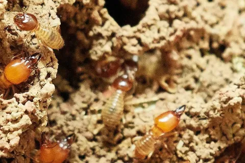 All About Termites
