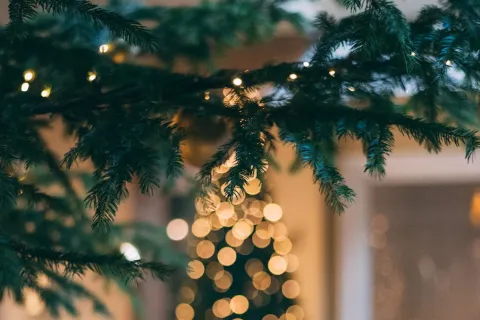 Last Minute Winter Pest Control Can Still Help You This Year