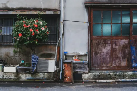 A weathered building with a vibrant flowering bush and rustic wooden doors on a quiet street.