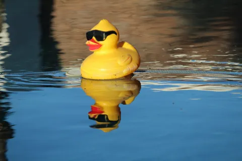 Yellow rubber duck wearing black sunglasses floating on calm blue water with clear reflection.
