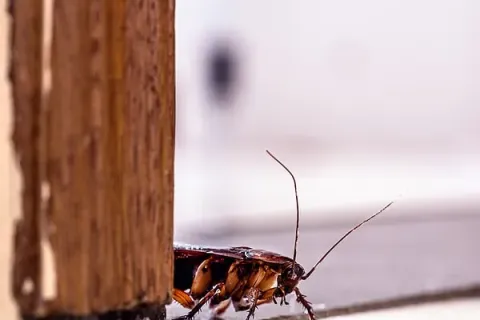 10 Things to Do When Georgia's Infamous Palmetto Bugs Are Getting Into Your House