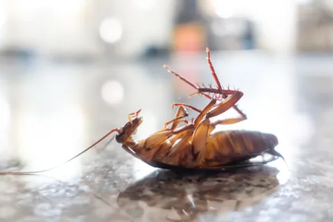 a close up of a bug