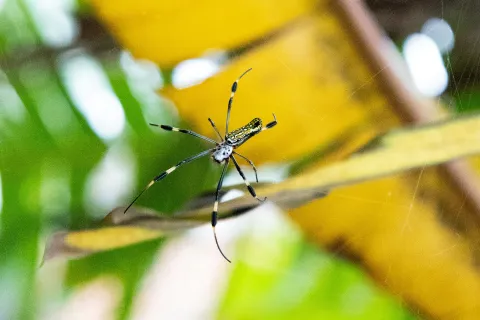 Close-up of a large spider with black and yellow markings on its web among green and yellow foliage