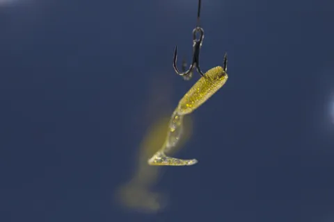 a fish in the water