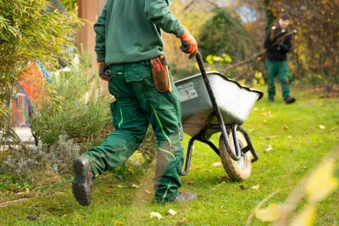 Gardener pushing a wheelbarrow on a lawn with another gardener raking leaves in the background during fall.