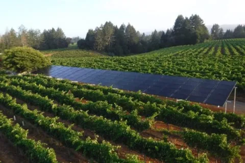 a large green field with rows of plants