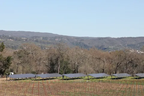 a field with trees and buildings in it