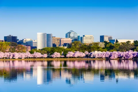 Cherry blossom trees in full bloom along a waterfront with city skyline and clear blue sky in background.