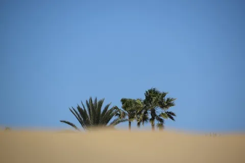 Palm trees with green leaves behind sandy dunes under a clear blue sky