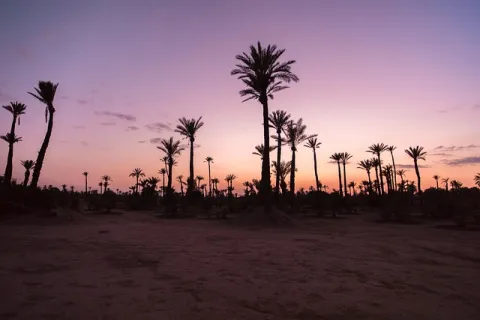 Silhouettes of tall palm trees against a purple and orange sunset sky over a desert landscape.