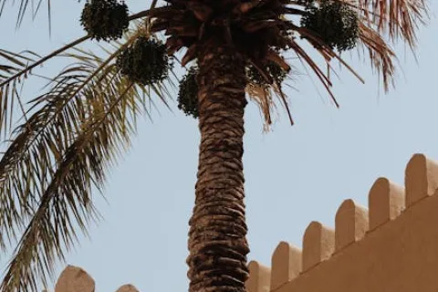 Tall palm tree with clusters of dates next to a beige traditional building under clear blue sky.