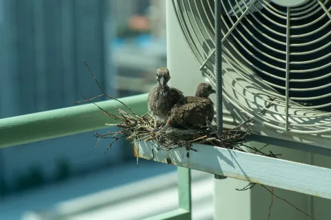 What To Do If a Bird Nests in Your A/C Unit
