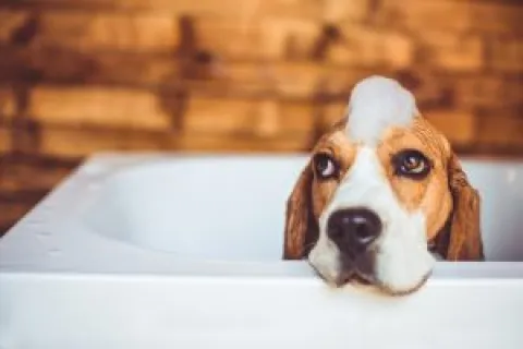 Preventative Plumbing Maintenance for Pet Lovers