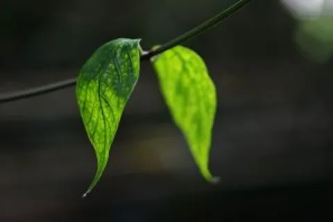 Going Green Cooling Tips for Your Residence