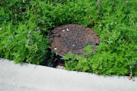 a round brown sewer in ground surrounded by green plants