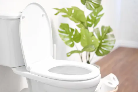 a plant in a toilet