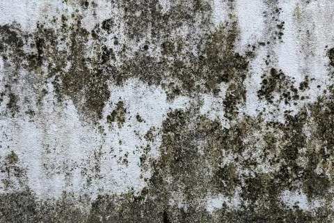 Close-up of a concrete wall with extensive moss and dark mold patches creating textured patterns.