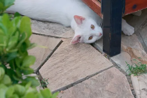 a cat looking at a plant