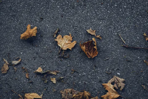 Dry autumn leaves scattered on rough dark asphalt pavement on a cloudy day.
