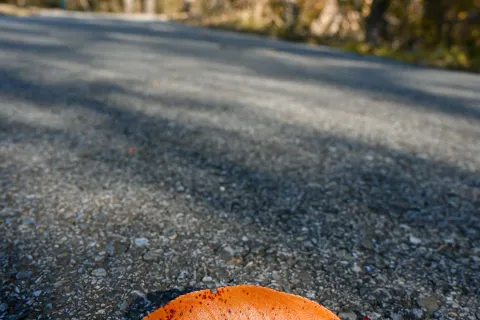 Single orange autumn leaf on textured asphalt road with blurred fall trees in background.