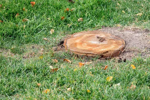 Fresh tree stump surrounded by green grass with scattered fallen leaves in a natural outdoor setting
