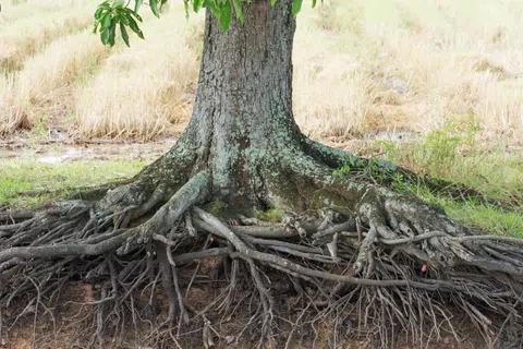 Large tree with exposed roots spreading over soil edge against a background of dry grassy field.