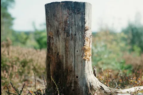 Close-up of a weathered tree stump with textured bark surrounded by grass and plants in natural light.