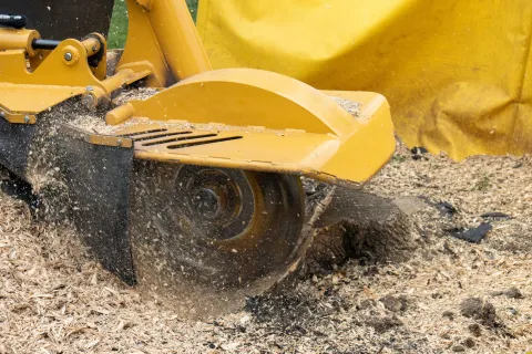Close-up of a yellow stump grinder cutting wood chips and debris on the ground in action.