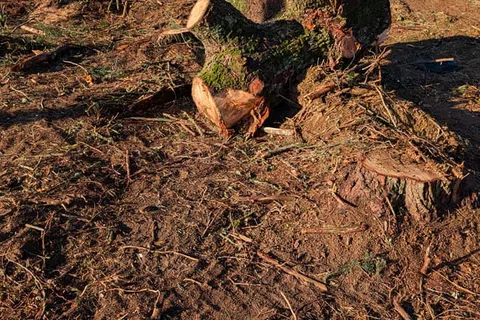 Cut tree trunks and stumps covered with moss on dry dirt near a brick house in a rural area under clear sky.