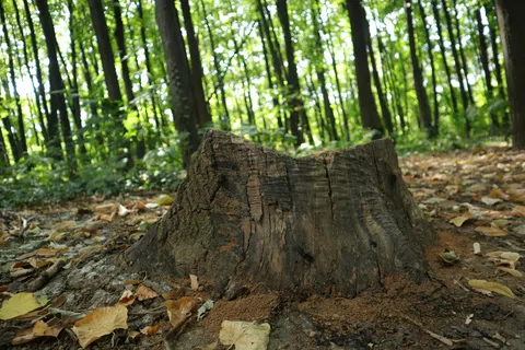 Close-up of a weathered tree stump surrounded by fallen leaves in a sunlit forest during autumn.
