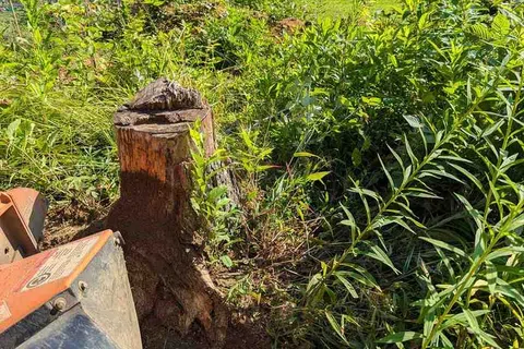 Close-up of a tree stump surrounded by green plants with a stump grinder machine in a sunny garden.