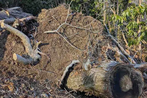 Large uprooted tree lying on forest floor with exposed roots and cut branches under blue sky.