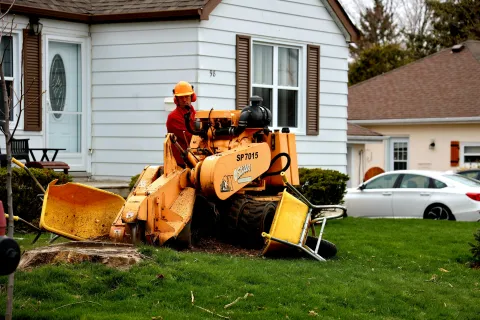 Worker using stump grinder machine to remove tree stump in residential lawn with houses and car in background