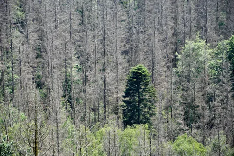 Dense forest showing mostly dead trees with one healthy green tree standing prominently in the center.