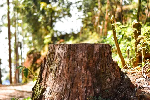 Close-up of a large tree stump in a sunlit forest with green foliage and blurred background trees