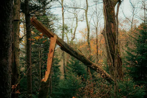 Broken tree trunk hanging diagonally among green and autumn-colored forest trees during daytime.