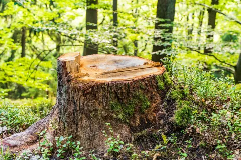 Close-up of an old tree stump with wildflowers growing around it in a natural outdoor setting.