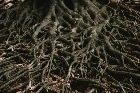 Intricate network of tree roots spreading across the forest floor with detailed textures and shadows.