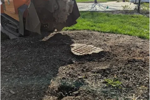 Tree stump grinding in a residential yard with stump grinder and mulch on soil under bright sunlight.