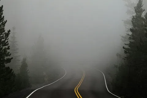 Winding road disappearing into dense fog surrounded by evergreen trees on both sides.