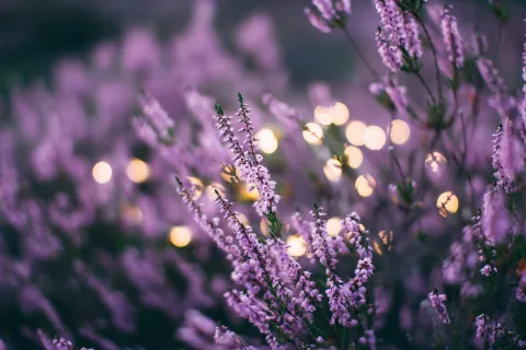 Close-up of lavender flowers with bokeh light circles in the background during twilight.