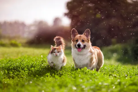 two dogs running in a grassy area