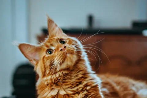 a cat sitting on a chair