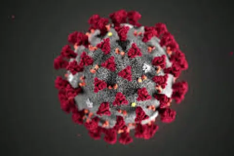 a group of red flowers