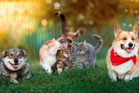 a group of dogs running in a field