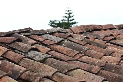 Close-up of weathered, moss-covered clay roof tiles with a blurred tree in the background under bright sky.