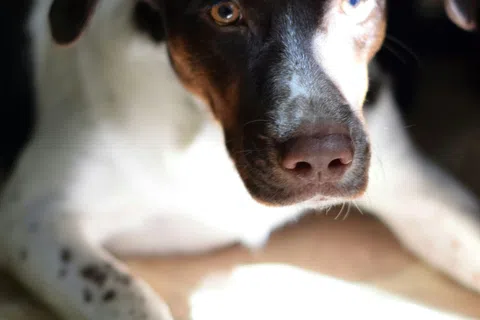 Close-up of a black and white dog with brown markings lying on a stone floor in sunlight.