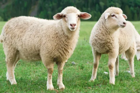 a group of sheep in a field