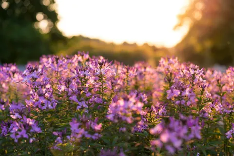 a field of purple flowers