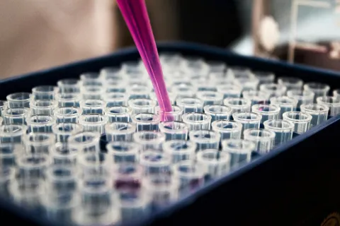 Close-up of a pink pipette dispensing liquid into clear test tubes arranged in a lab tray for experiments